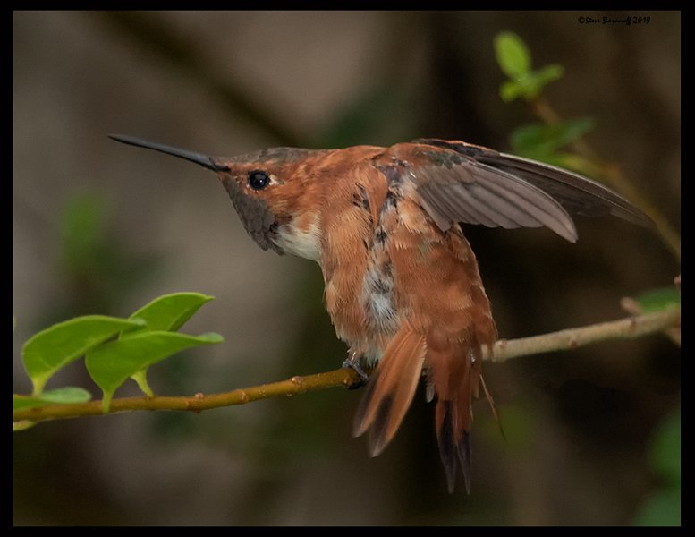 _8SB8540 rufous hummingbird.jpg